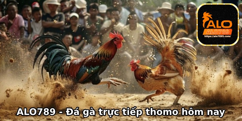 Đá gà trực tiếp thomo hôm nay tại ALO789