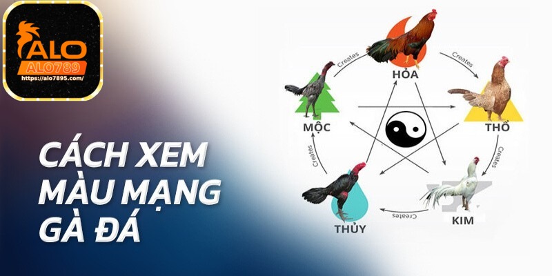 Lý do nên áp dụng cách xem màu mạng gà đá?